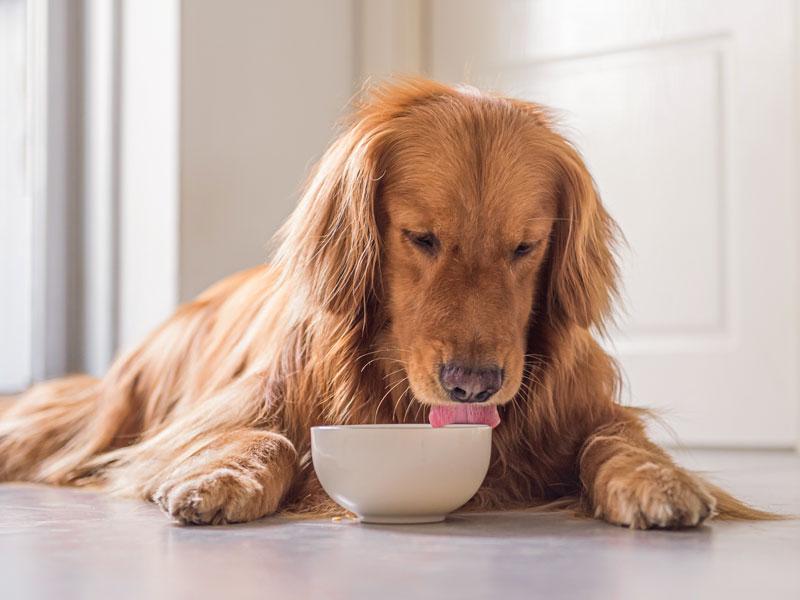 Hund leckt am Futternapf